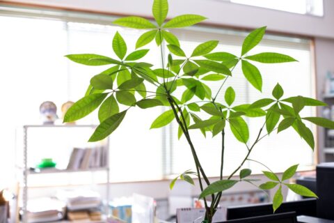 事務スタッフ：週3日～勤務OK。